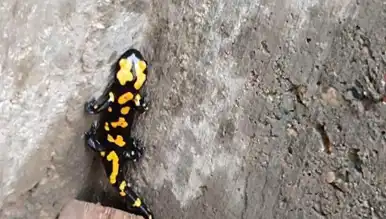 Nadir Semender Şehirde Keşfedildi!